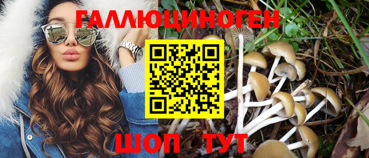Богородск  Псилоцибиновые грибы Psilocybe  Вход с VPN 